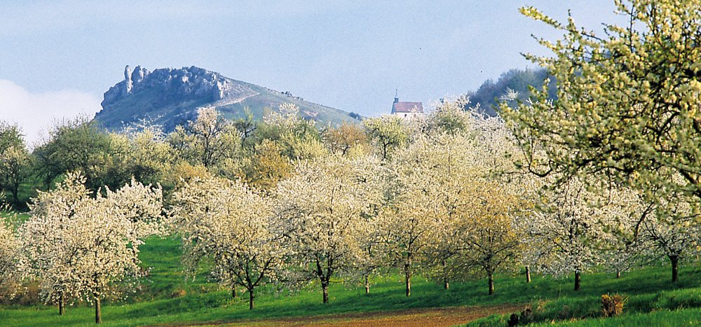Obstbaumblüte in der Fränkischen Schweiz