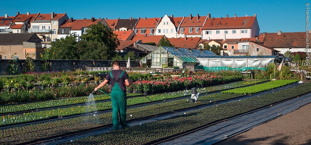 Ein Mann steht zwischen Saatreihen auf einem Feld und bewässert es.