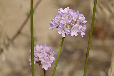 Sandgrasnelke (Fränkische Schweiz) Zwei zartlila Blüten auf sandigem Boden
