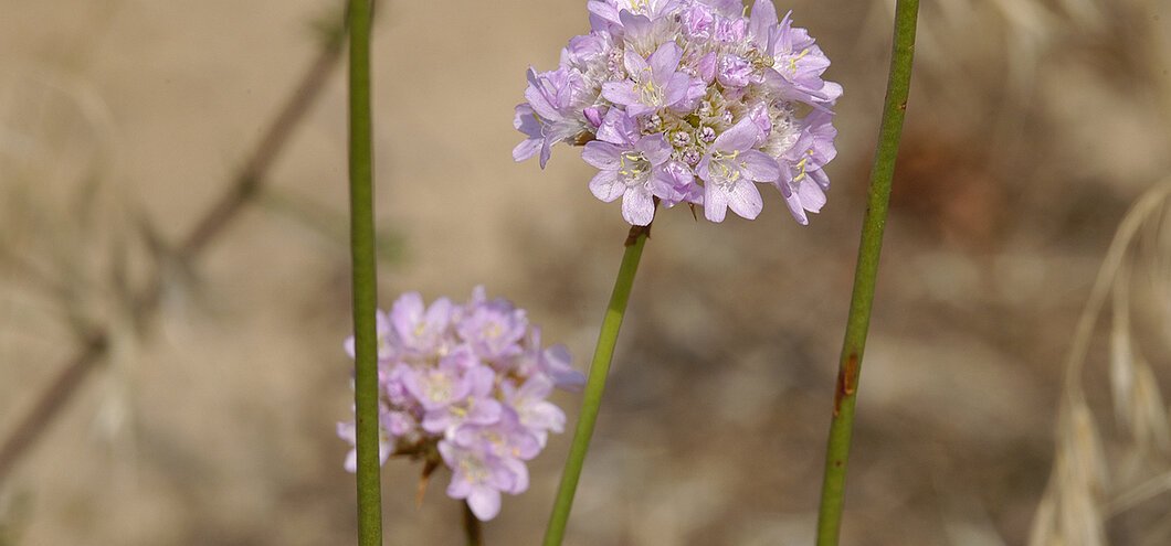 Zwei zartlila Blüten auf sandigem Boden