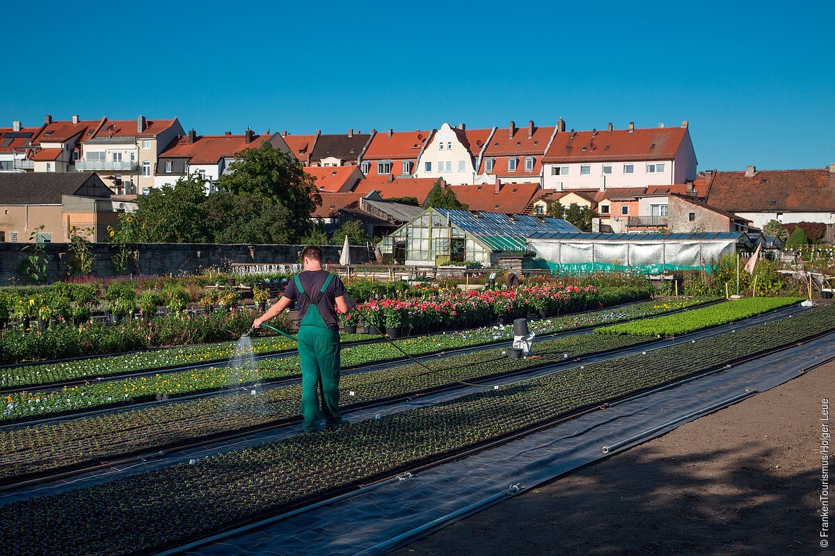 Ein Mann steht zwischen Saatreihen auf einem Feld und bewässert es.