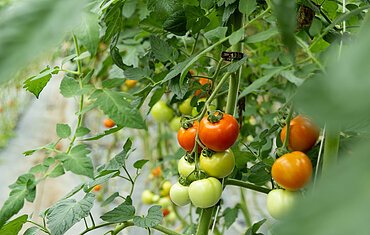 Being Organic in EU