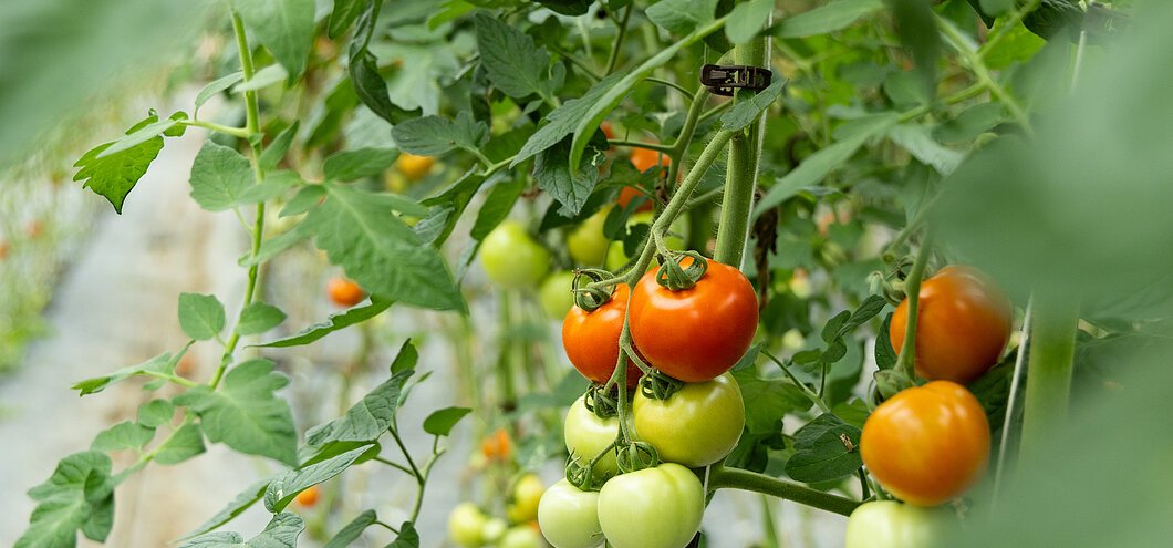 Being Organic in EU