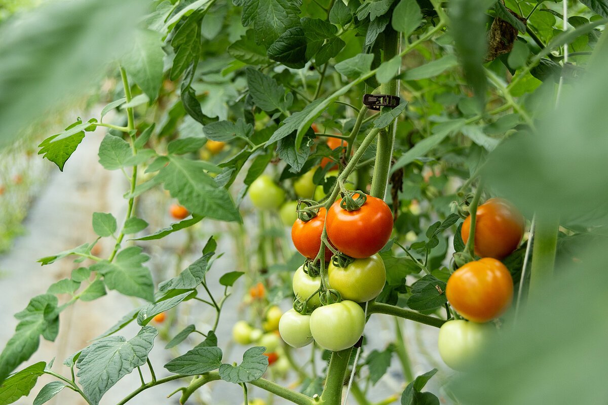 Being Organic in EU