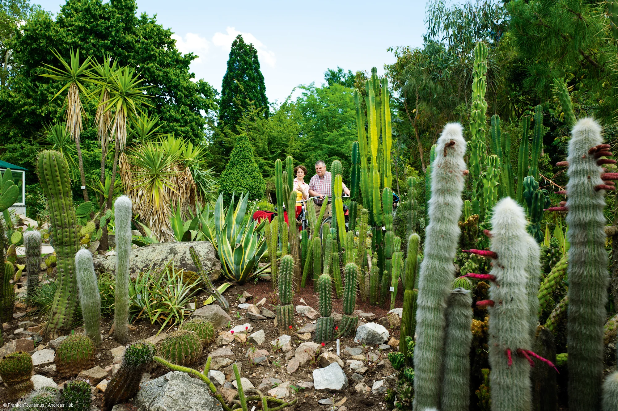 Botanischer Garten, Kakteengarten