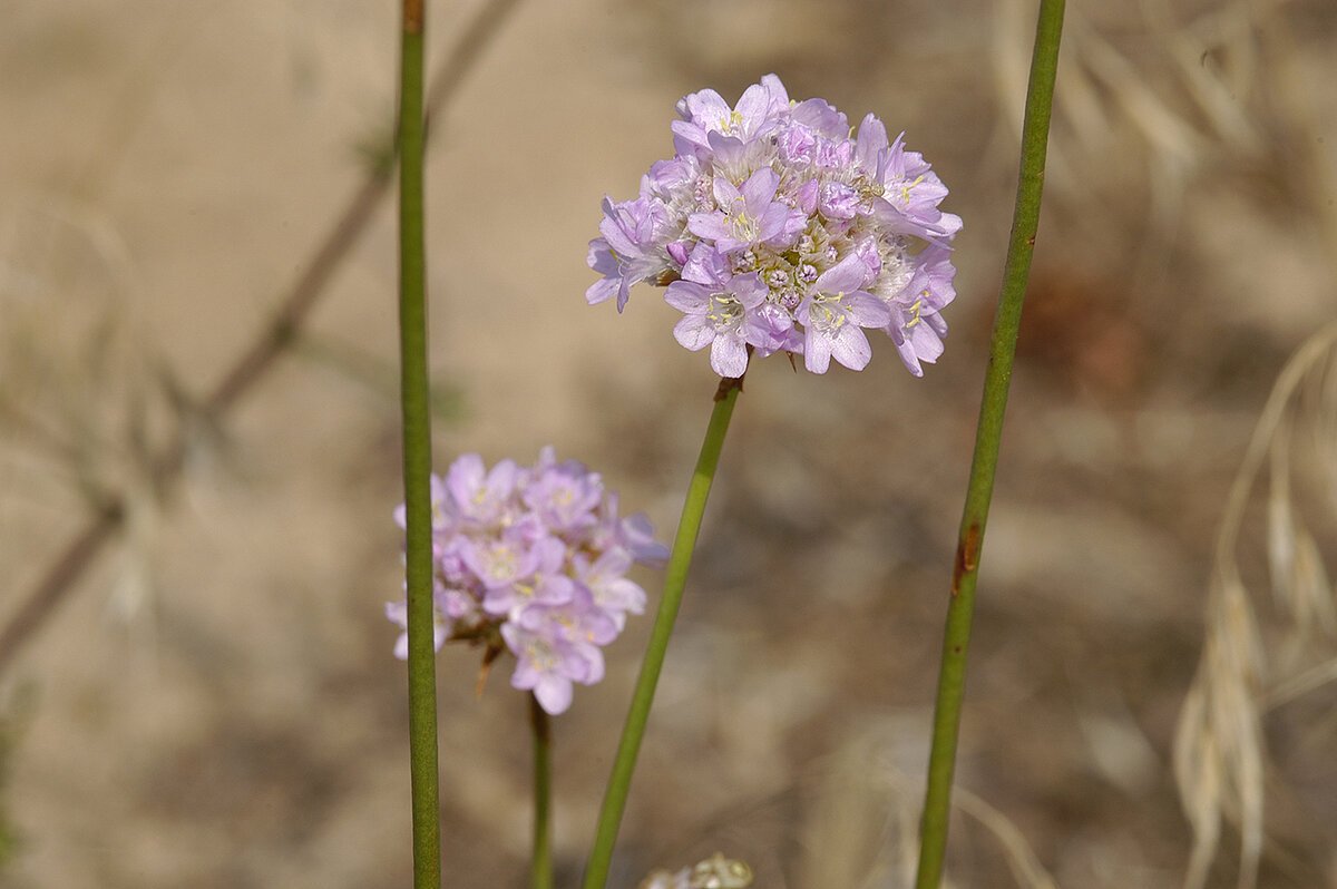 Zwei lila Blütenköpfe auf grünen Stängeln vor unscharfem, sandigem Hintergrund.