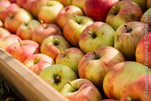 Kiste mit mehreren grün-roten Äpfeln mit Stielen, teilweise von Sonnenlicht beschienen.