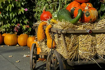 Holzwagen mit Stroh und verschiedenen Kürbissen und Zierkürbissen, im Hintergrund weitere Kürbisse und grüne Blätter.