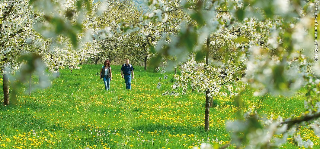 Kirschbaumplantagen in der Fränkischen Schweiz