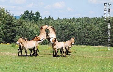 Urwildpferde im Tennenloher Forst