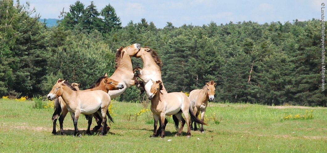 Urwildpferde im Tennenloher Forst